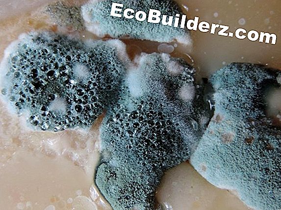 Mold Removal Tips