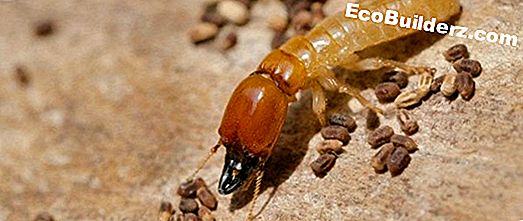 Microwave Termite behandlingar