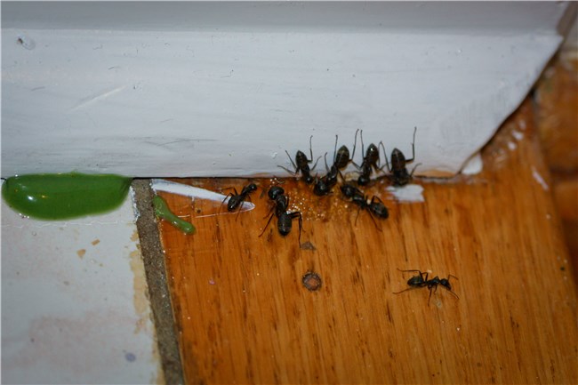 Ant Bait voorzorgsmaatregelen