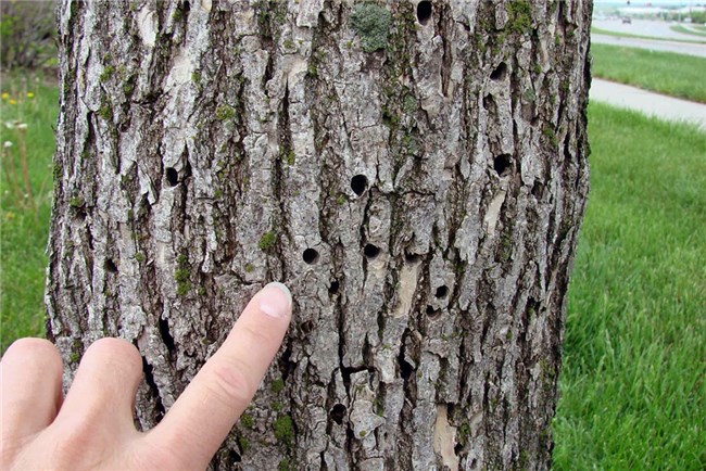 Basswood Vs. Cedar voor sauna