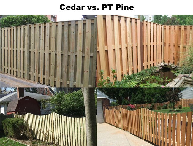 Cedar Vs. Western Cedar