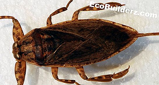 Palmetto Bugs in Zuid-Californië