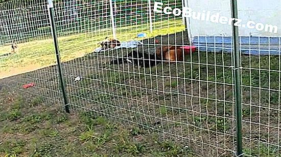 PetSafe Kablosuz Çit Nasıl Kurulur