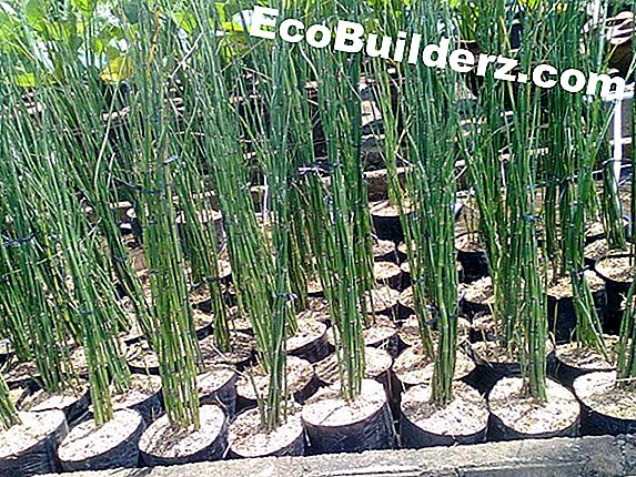 Cara Mengendalikan Bangau Di Dekat Kolam Ikan 2021 Id Ecobuilderz Com Cara Mengendalikan Bangau Di Dekat Kolam Ikan 2021 Id Ecobuilderz Com