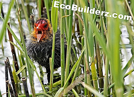 Brommende geluiden op gasgrills