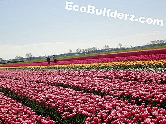 Tulpen maken