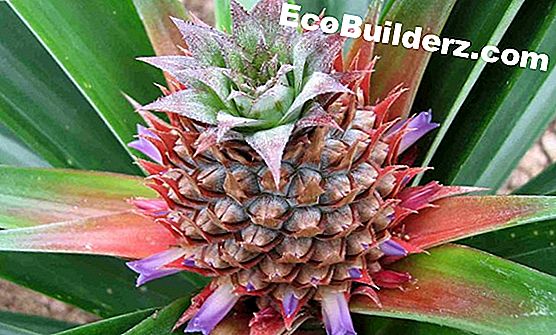 Welke pesticiden doden bedwantsen?