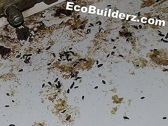 Hoe Wespen uit Eaves te halen