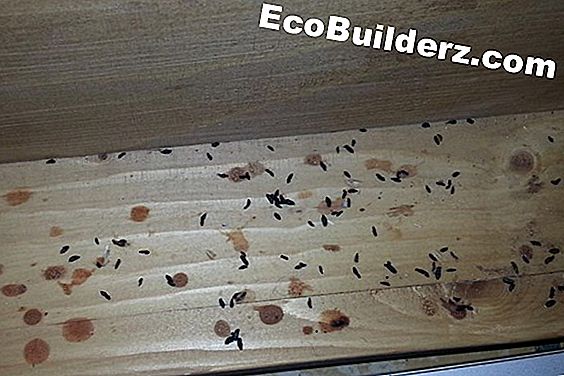 Hoe ontlasting vlekken en geur uit het tapijt te krijgen