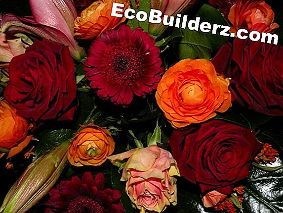 Zonnebloemen planten voor een duivenveld