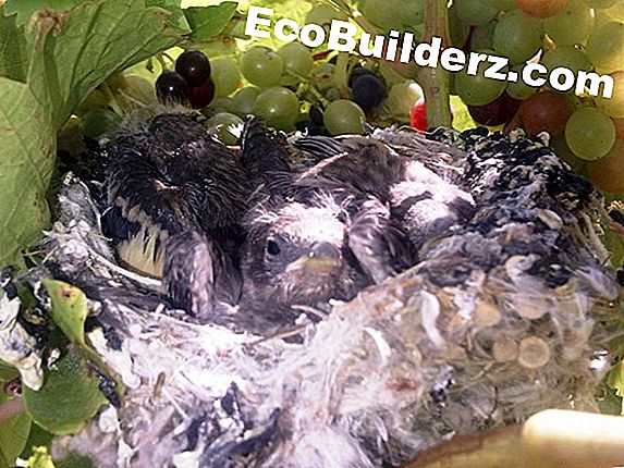 Bir komşu onları beslerken kuşlar kurtulmak nasıl