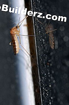 Evde sivrisinekler için ev ilaç