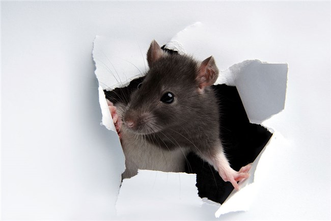 Udstyr: Hvordan kan mus komme ind i min Kenmore Ovn?