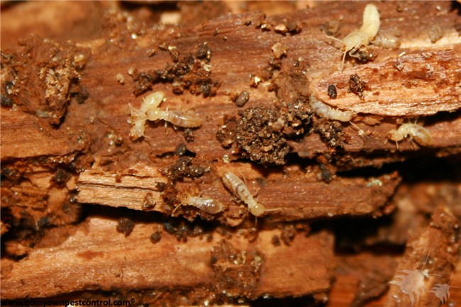 Verf: Do it Yourself Drywood Termite Control