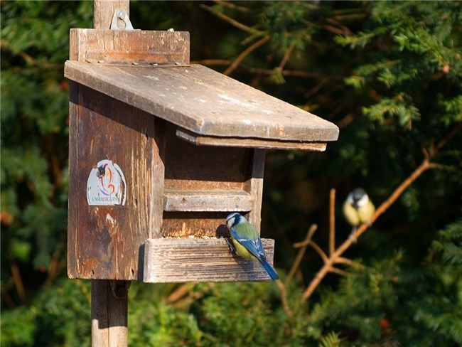 Carpintería: Cómo construir un alimentador de pájaros con un poste 4X4