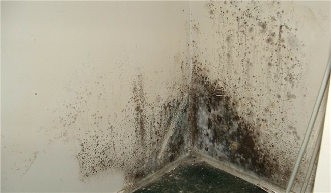 Lavandería: Removedor de moho hecho en casa para telas