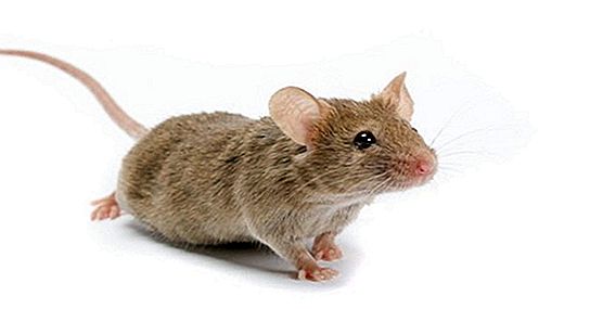 Pintar: Cómo deshacerse de los ratones sin un exterminador