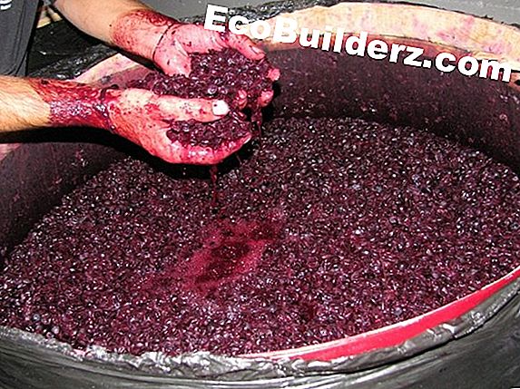 Pintar: Cómo hacer jugo de uvas congeladas