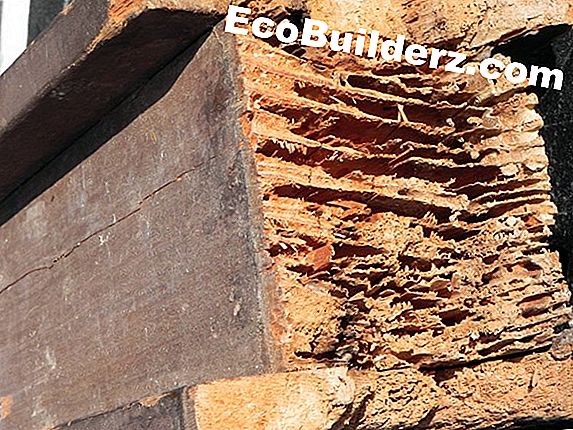 Maali: Termite Damage korjausvaihtoehdot