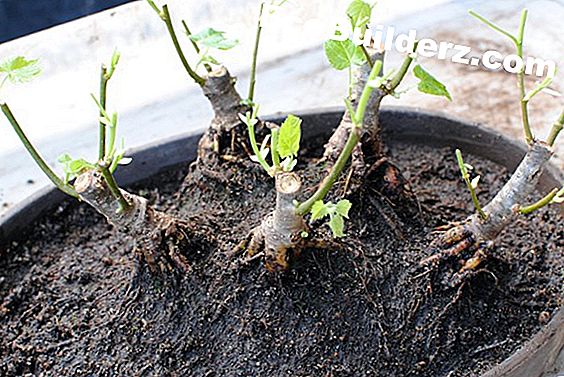 Putkityöt: Puut, joilla on juuret, jotka tunkeutuvat ruuansulatuskanavaan