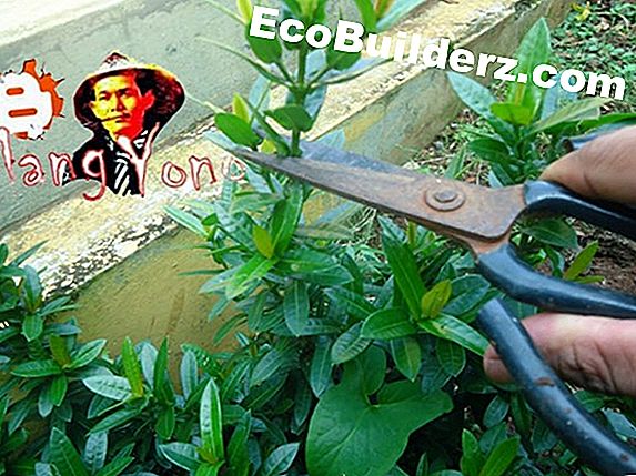 Pekerjaan tukang kayu: Cara Memotong Bunga Hydrangea untuk Bunga Potong
