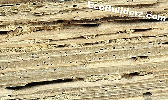 Hoe Drywood Termites te doden