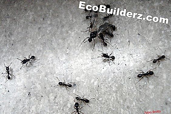 Piccole formiche nere nella mia casa