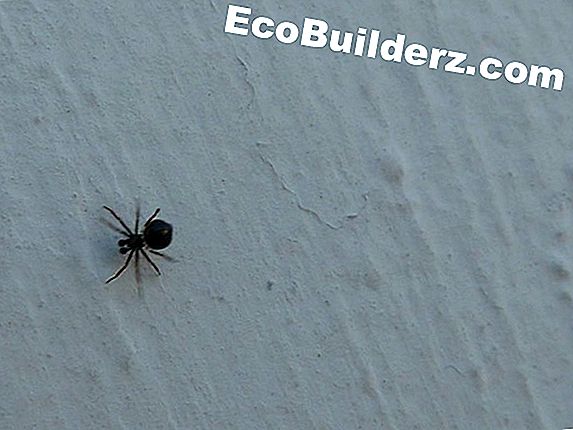 Piombatura: Come uccidere ragni e formiche
