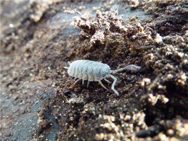 Timmerwerk: Bugs die zijn gevonden in een matras