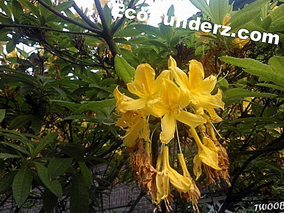 Timmerwerk: Plantenidentificatie: gele bloemen met grote bladeren
