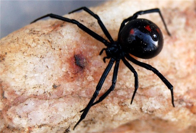 Verf: Zijn Brown Recluse Spiders in South Dakota?