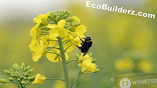 Elektricitet: Hur man dödar bin i ditt tak